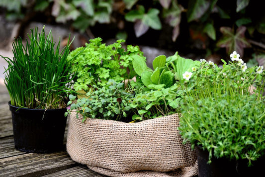 Take Your Tastebuds Back To Italy With Homegrown Herb Gardens!